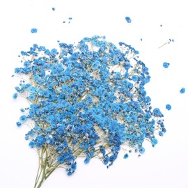 LYFORTZY Sapphire Blue 70 Pcs Flat Dried Babies Breath Pressed Flower Bulk Bundles +2 Tweezers Set.Real Gypsophila Natural Dried Flowersr for Making Blessing Card/Resin Art/ DIY Candle Decor.