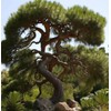 Pinus jeffreyi (Jeffrey Pine) Tree Seeds, Pleasant Fragrance, Attractive Cones,