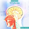LVCHEN Face Head Muscle Model - Human Half Head &