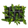 12 Carolina Cherry Laurel in 2.5” Nursery Cubes (Prunus caroliniana)