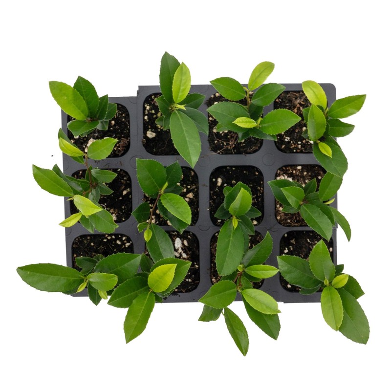 12 Carolina Cherry Laurel in 2.5” Nursery Cubes (Prunus caroliniana)
