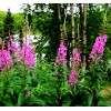 Alaska Fireweed Flower - Chamaenerion angustifolium - 1000+ Seeds -