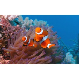 Painting Wallpaper Poster (Removable Self-stick) Clownfish Clown Diving Sea Character Black DVG – Palau 024 W2 (Wide Version 603 mm × 376 mm) For Architectural Wallpaper + Weather Resistant Paint