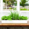 Urban Greens Micro Herbs Windowsill Grow Kit, 1 Kit