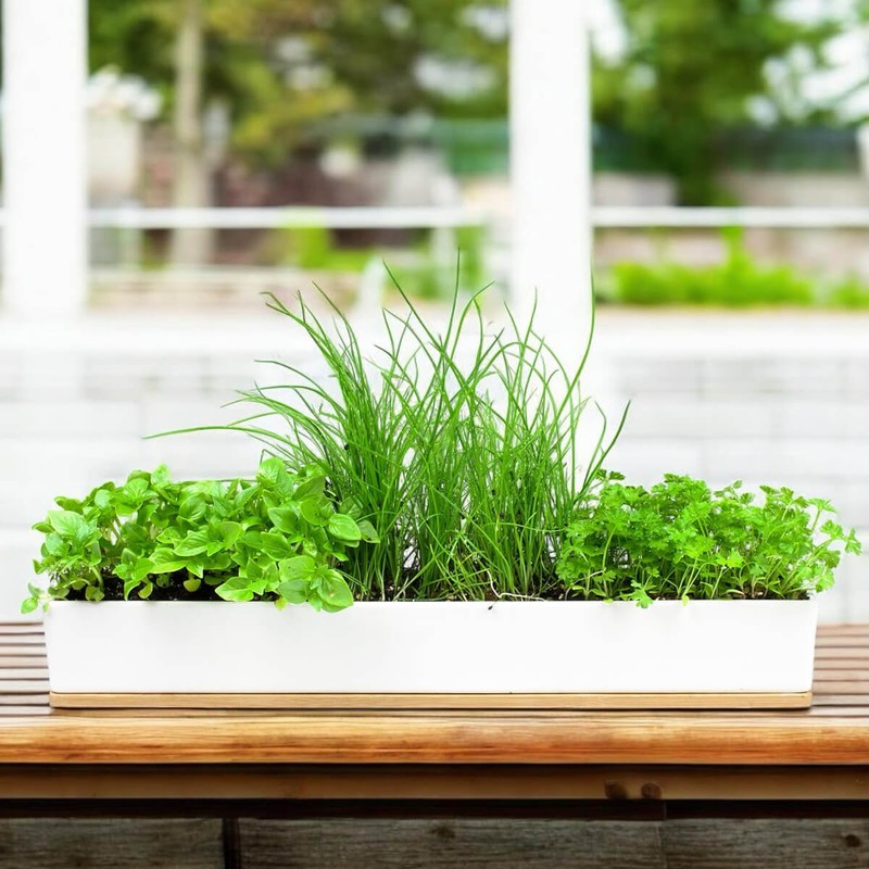Urban Greens Micro Herbs Windowsill Grow Kit, 1 Kit