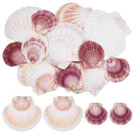 WADORN 12Pcs 2 Styles Scallop Natural Shell Seashell, 2"-5.12" Colorful Beach Natural Seashells Decor Large Scallop Shells DIY Crafts for Beaching Wedding Home Decor DIY Painting Candle Making