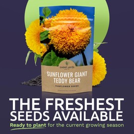 Giant Teddy Bear Sunflower Seeds - Extra Large 1 Ounce Packet - Over 1,200 Fresh Open Pollinated Non-GMO Flower Seeds - Helianthus annus - Hundreds of Fluffy Yellow Petals