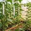 TAICHEUT 260 PCS Tomato Hooks with String, Tomato Support Hook