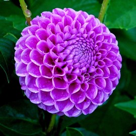Dahlia Pompon Seed Mix 30+ Seeds Ball Dahlia Bishop's