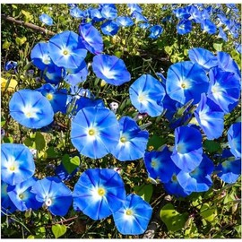 Blue Petunia Seeds for Planting - Heirloom Vine Seeds, High Germination Rate Open Pollinated Seeds - 250 Seeds
