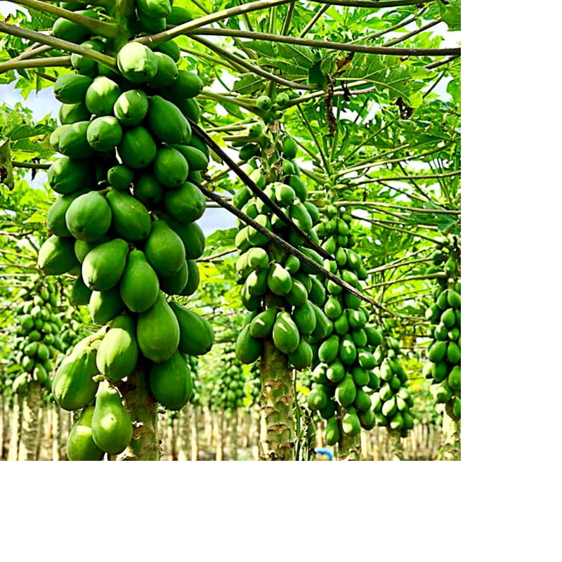 Hawaiian Solo Papaya Seeds