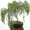Twigz Nursery 2 DRAGON BONSAI CUTTING STARTS! Weeping Willow Tree