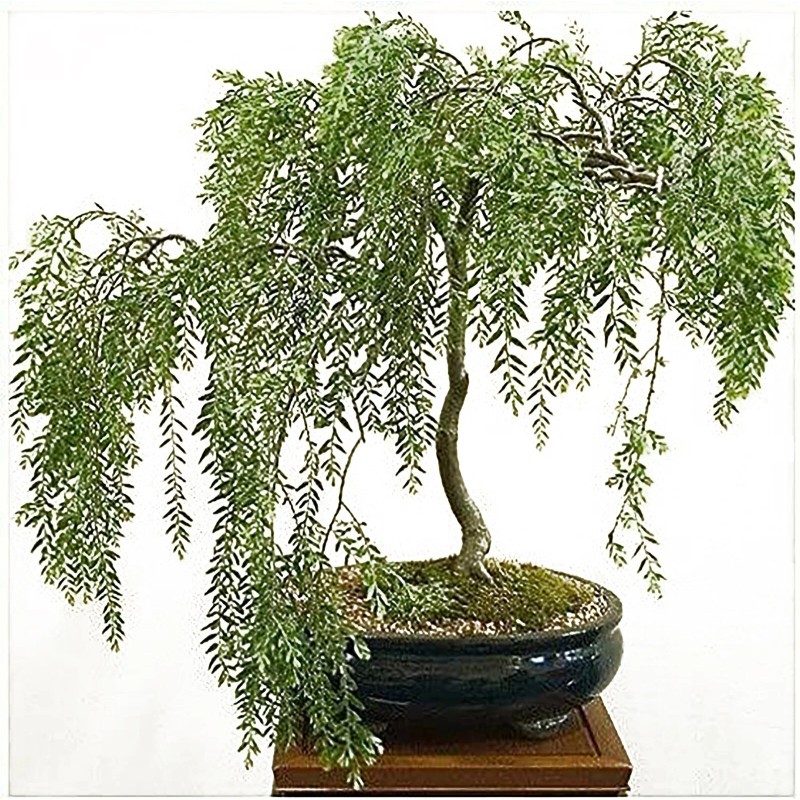 Twigz Nursery 2 DRAGON BONSAI CUTTING STARTS! Weeping Willow Tree
