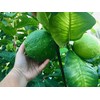 Ponderosa Lemon Tree -Lemon Live Plants - No Ship to