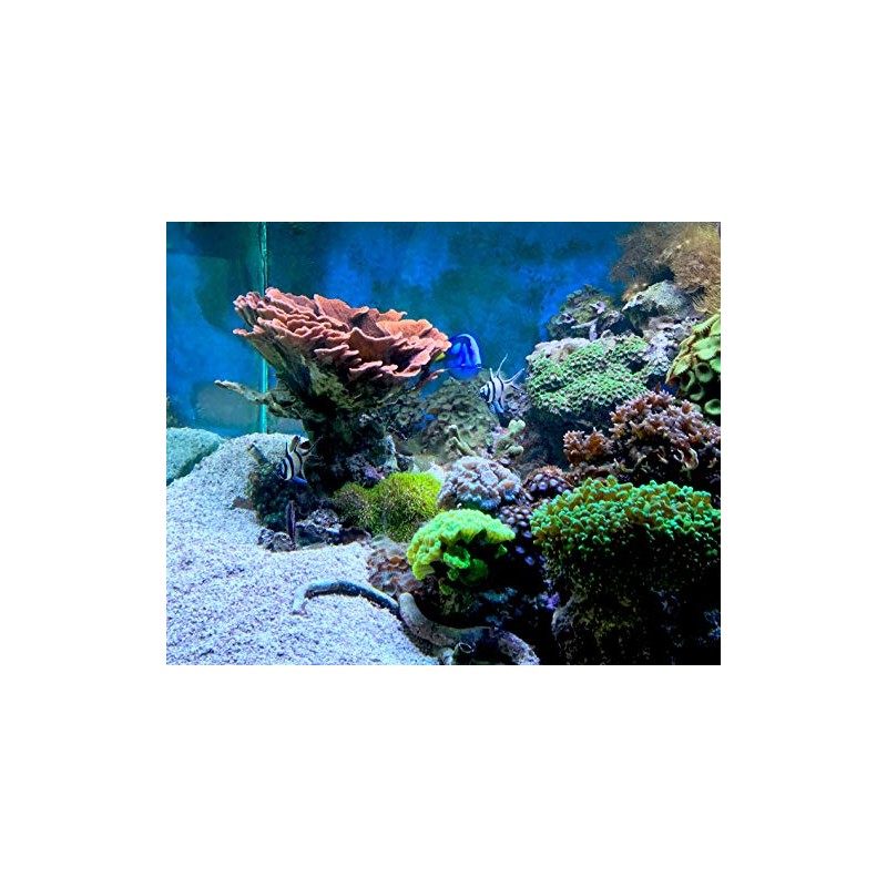 Seachem Reef Kalkwasser 1 Kilo