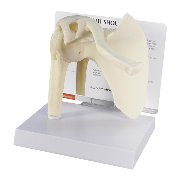 GPI Anatomicals - Basic Shoulder Model, Right Shoulder Joint Replica