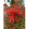 Home-Growth Anisacanthus Quadrifidus, Flame Acanthus, Wrightii - 20 Seeds 2025