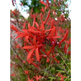 Home-Growth Anisacanthus Quadrifidus, Flame Acanthus, Wrightii - 20 Seeds 2025 - USA