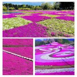 20000+ Purple Creeping Thyme Seeds for Planting Ground Cover Magic Thymus Serpyllum Seed Heirloom Rocks Lawn Flower