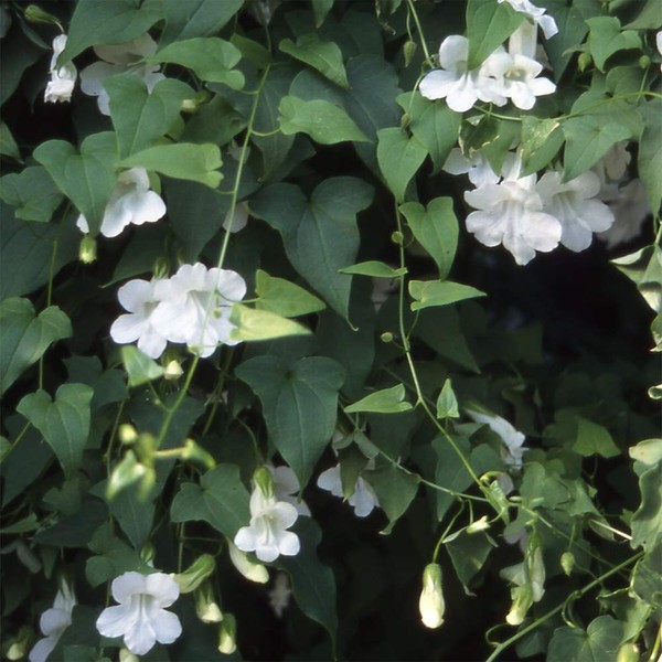 Outsidepride Asarina White Climbing Snapdragon Vine Plant Seed - 200 Seeds