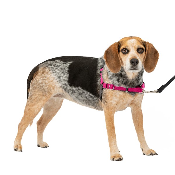 PetSafe Easy Walk dog harness.
