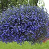 Outsidepride Blue Carpet Lobelia Seeds - 10000 Pcs Annual Ground