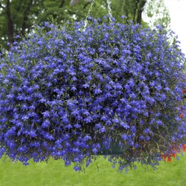 Outsidepride Blue Carpet Lobelia Seeds - 10000 Pcs Annual Ground Cover Seeds for Planting with Attractive Blooms, Low-Maintenance & Self-Sowing, Compact Size for Containers, Hanging Baskets, & Borders