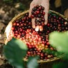 Salt Spring Coffee - French Roast Whole Bean Coffee, Organic