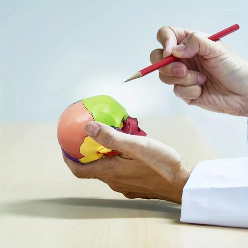 Anatomical Skull Model with Coloured Marking - Didactic Skull Model