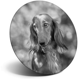 Destination Vinyl ltd Magnet for Refrigerator, Fridge BW - Cute Dachshund Dog Puppy Pet for Office, Cabinet and Whiteboard, Magnetic Stickers, 36927