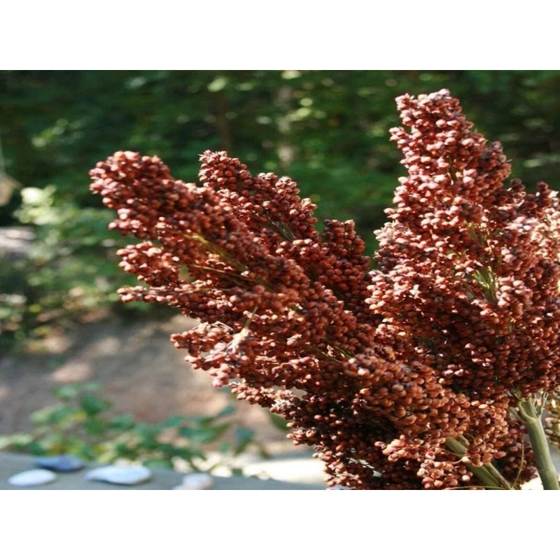 CZ Grain Sweet Sugar Drip Sorghum Seeds - 200 Seeds