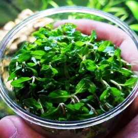 Mainam Staurogyne Repens 100% Tissue Culture Easy Freshwater Carpet Live Aquarium Plants Decorations 3 Days Live Guaranteed