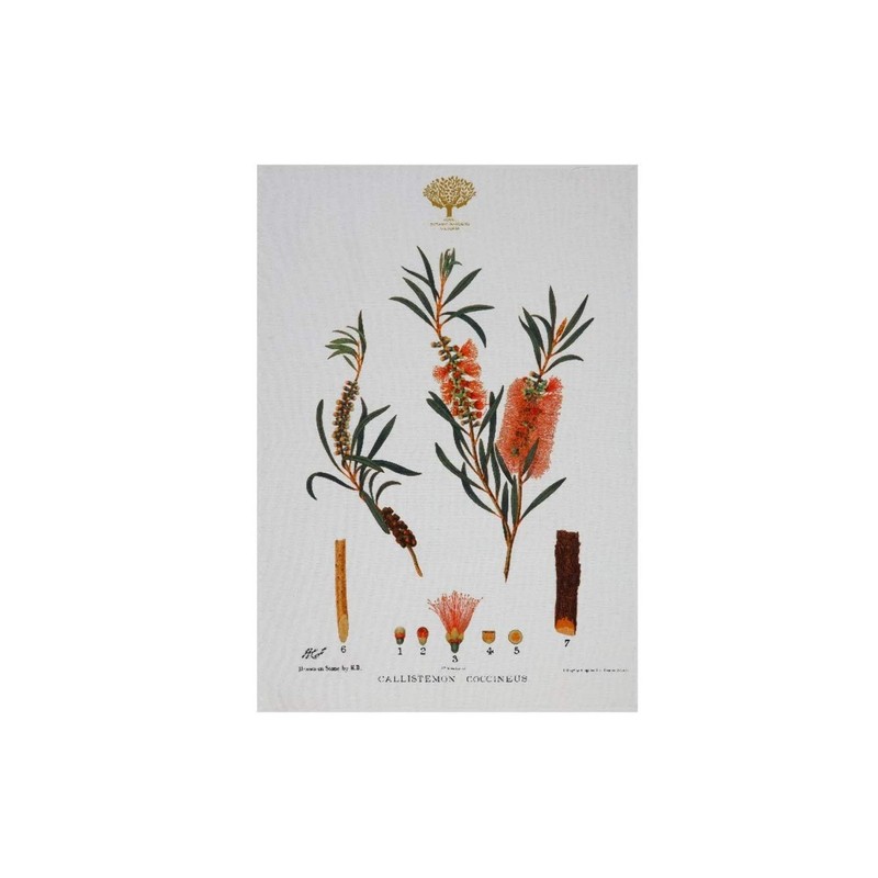 Maxwell & Williams Royal Botanic Gardens Australian Botanics Tea Towel