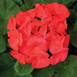 Pinto Premium F1 Series Geranium Flower Garden Seeds - White to Rose - 100 Seeds - Annual Flower Gardening Seeds