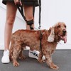 EzyDog Crosscheck No Pull Dog Training Harness – 2-in-1 Escape