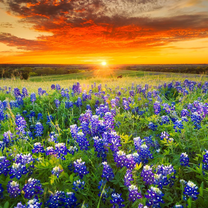 Lantern Press Texas Bluebonnet Flower Field and Sunset (Absorbent Ceramic