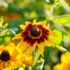 Black Eyed Susan Seeds (Dwarf) - Rustic Mix - 1