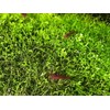 Crystalwort - Riccia Fluitansl Live Aquarium Plant Freshwater Rooted