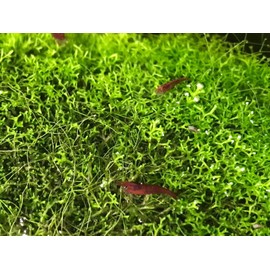 Crystalwort - Riccia Fluitansl Live Aquarium Plant Freshwater Rooted