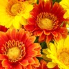 SNAIL GARDEN 30 Heads Artificial Gerbera Daisies with Dewdrop, 2