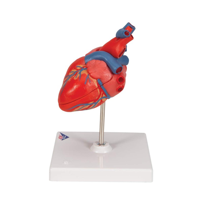 3B Scientific G08 2 Part Classic Heart Model, 7.5" x