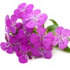 Outsidepride Dianthus Amurensis - 1000 Seeds