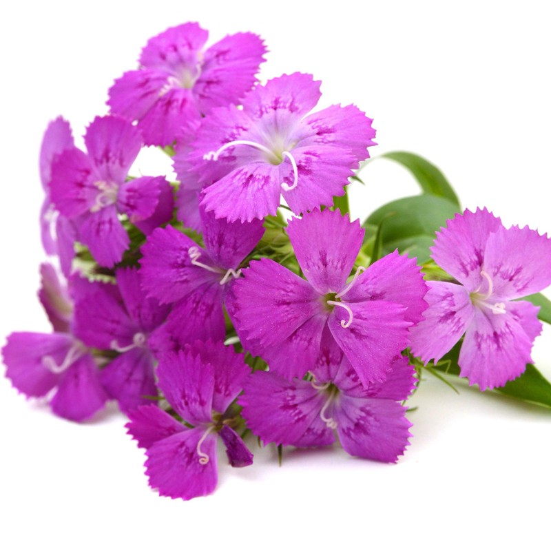 Outsidepride Dianthus Amurensis - 1000 Seeds