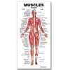 Blue Tree Publishing Muscle Charts (Muscle gift pack)