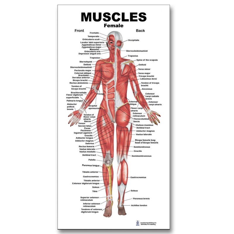 Blue Tree Publishing Muscle Charts (Muscle gift pack)