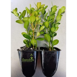 Sandys Nursery Online Boxwood Wintergreen Buxus Microphylla, Shrub, Lot of 20, Starter Plants