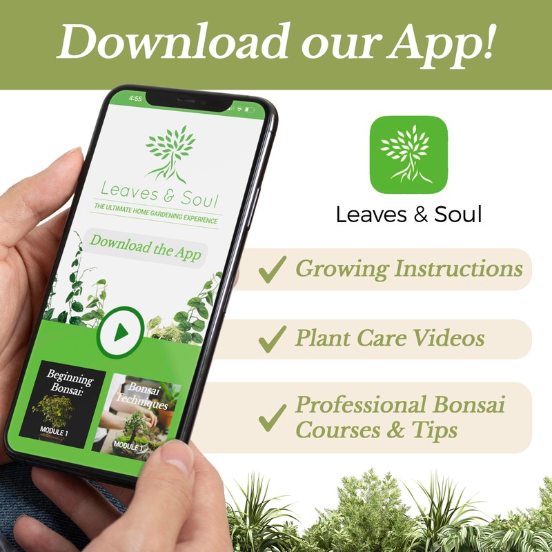 Professional Liquid Bromeliad Plant Fertilizer | 3-1-2 Concentrate for Plants