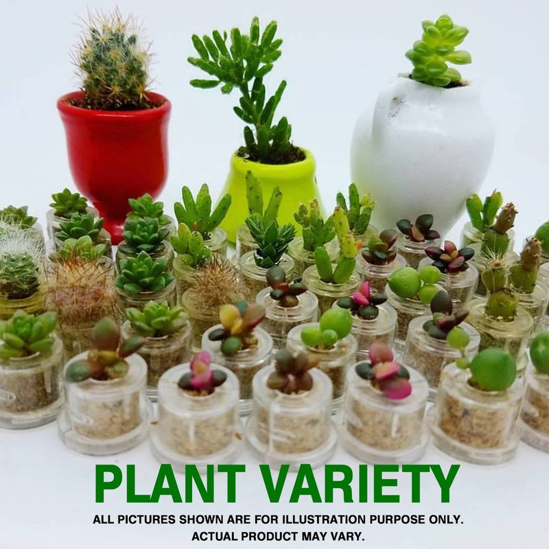 Needle Live Cactus Terrarium Plant with Mini Silver Clip