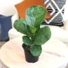 Plants for Pets Ficus Lyrata Fiddle Leaf Fig Plant, House