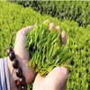 100g West Lake Longjing Tea Dragon Well Tea Long Jing